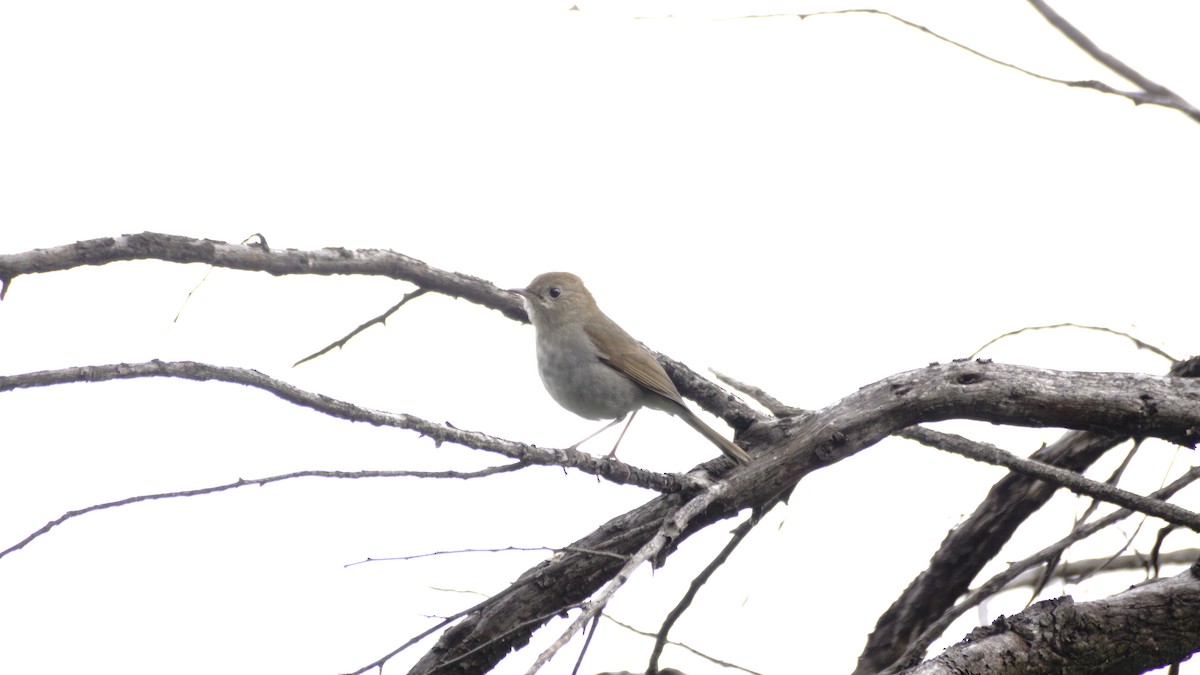 Russet Nightingale-Thrush - ML642365570