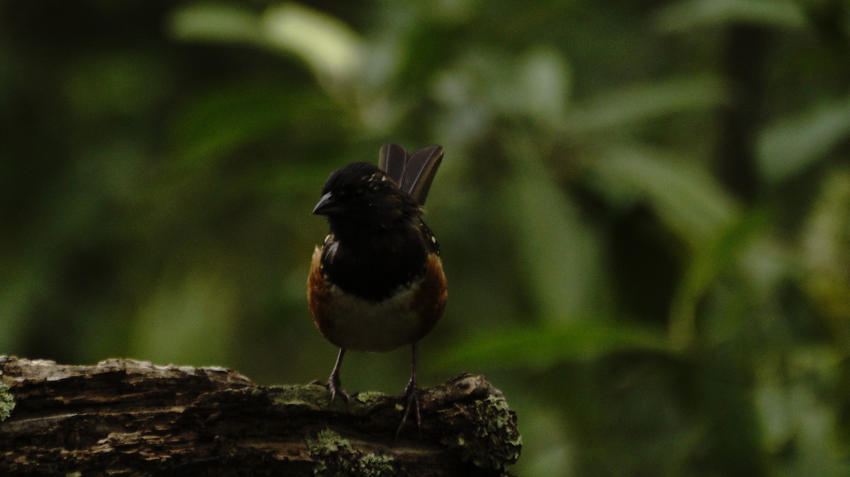 Spotted Towhee - ML642365584