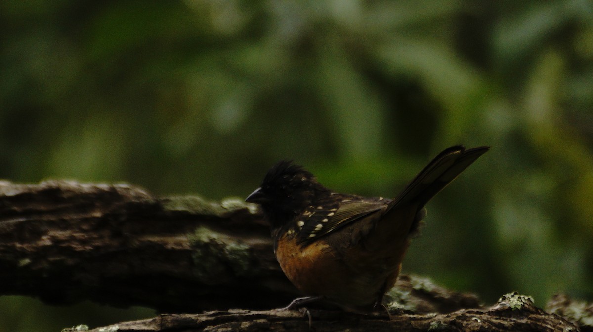 Spotted Towhee - ML642365585