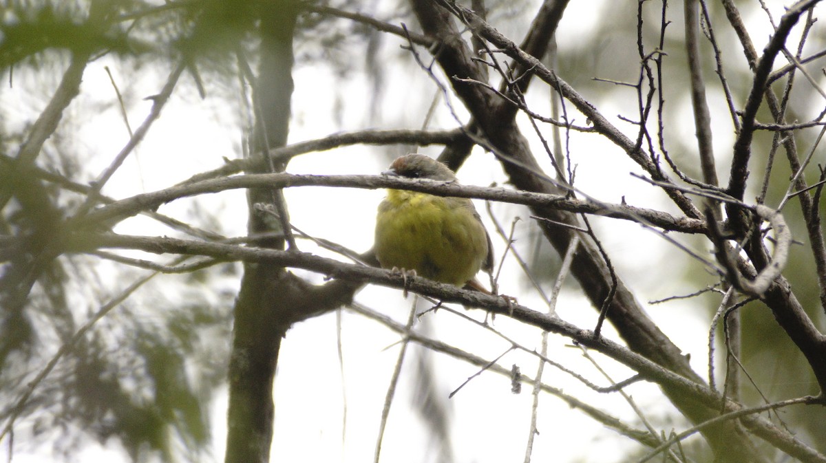Rufous-capped Brushfinch - ML642365589