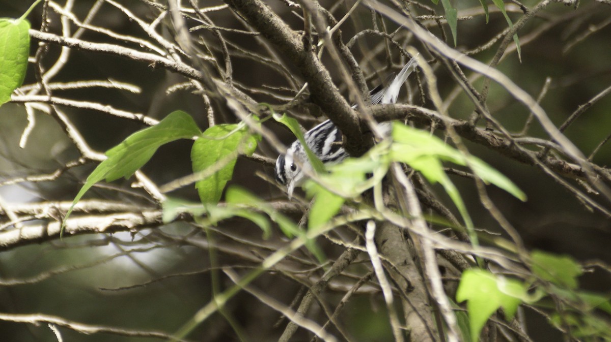 Black-and-white Warbler - ML642365592