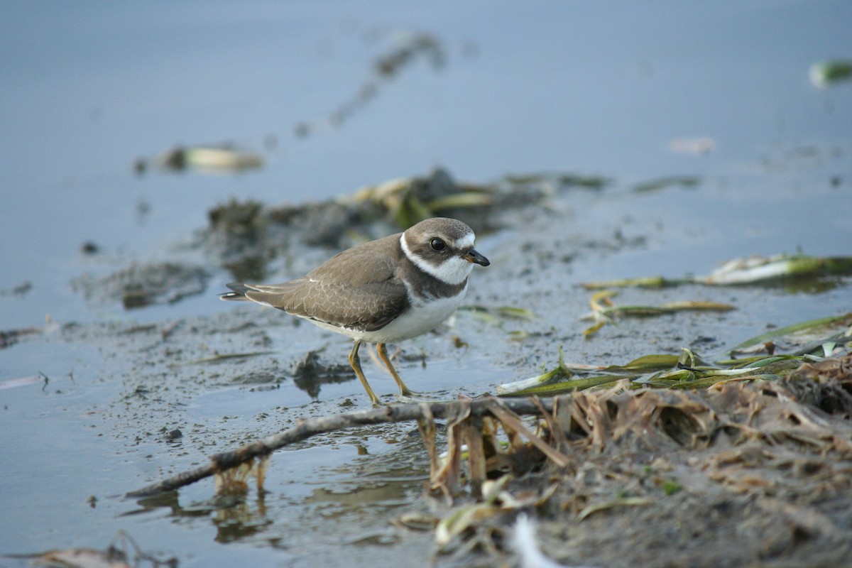 Semipalmated Plover - ML642365595