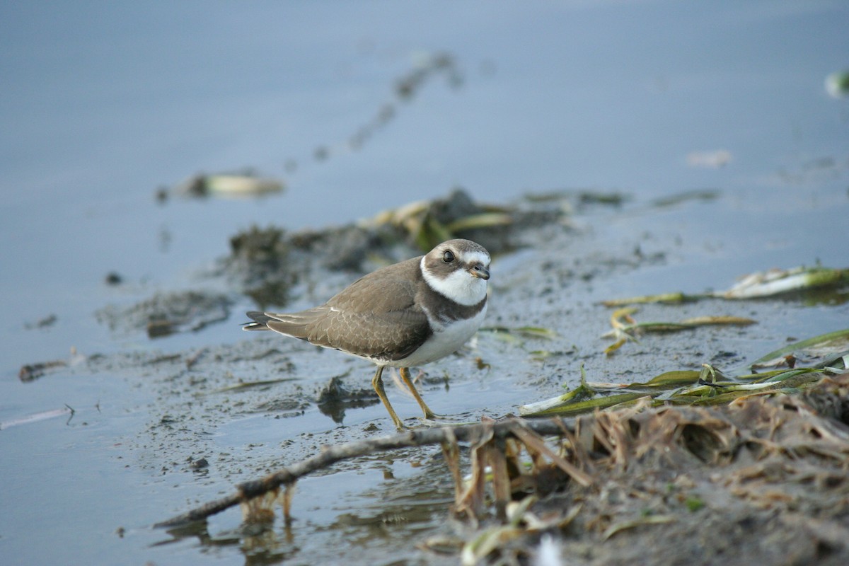 Semipalmated Plover - ML642365596
