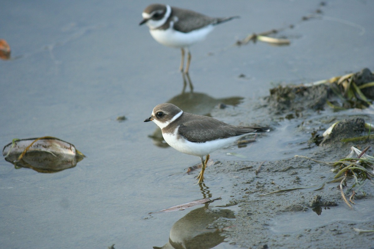 Semipalmated Plover - ML642365597
