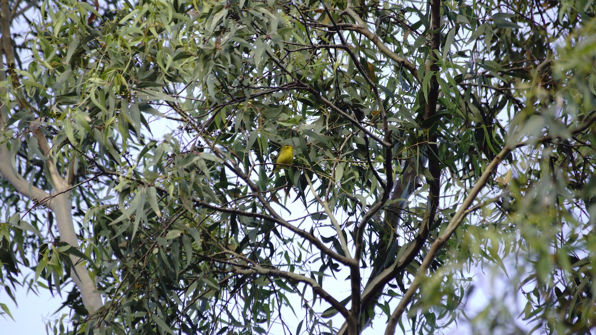 Wilson's Warbler - ML642365611