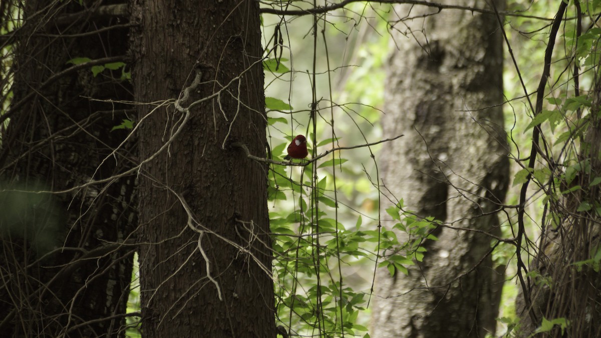 Red Warbler - ML642365625