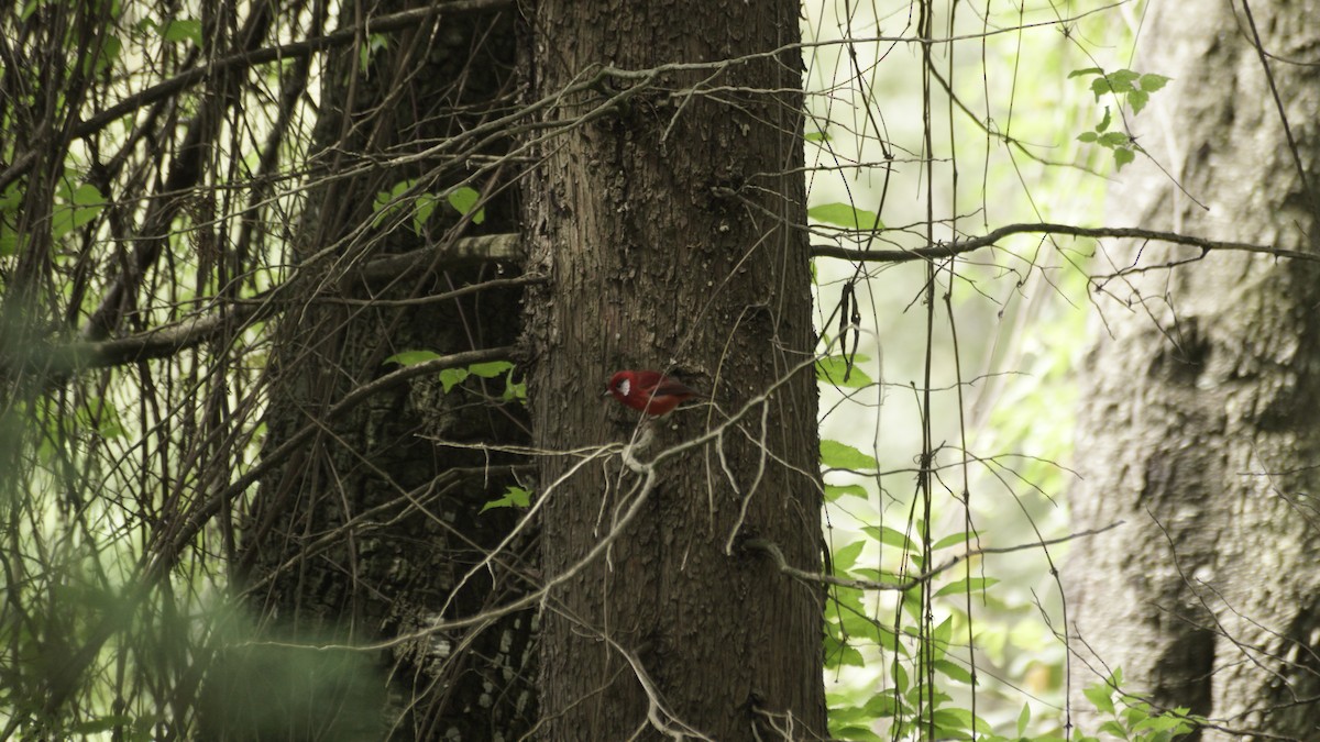 Red Warbler - ML642365626
