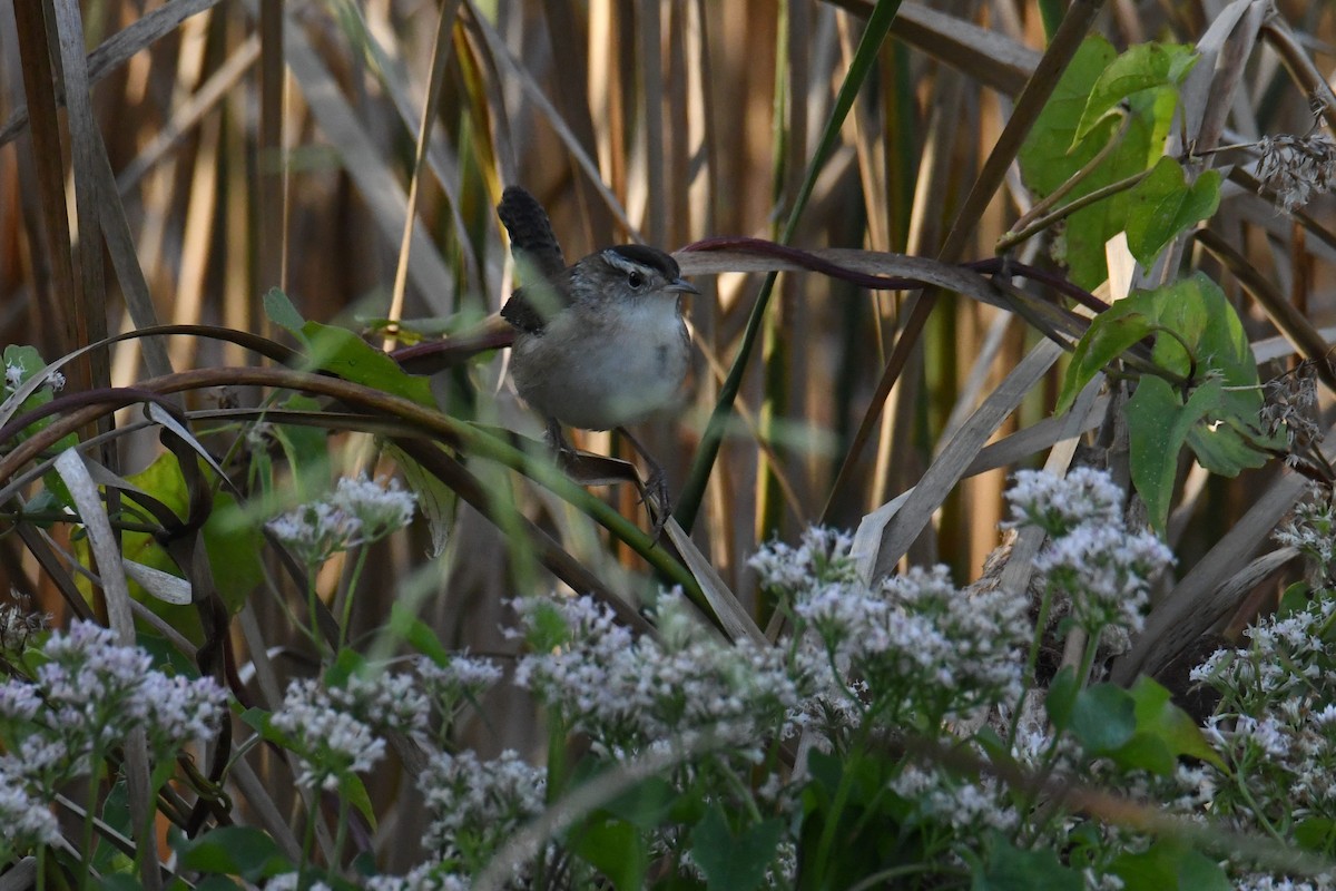 Marsh Wren - ML642365627