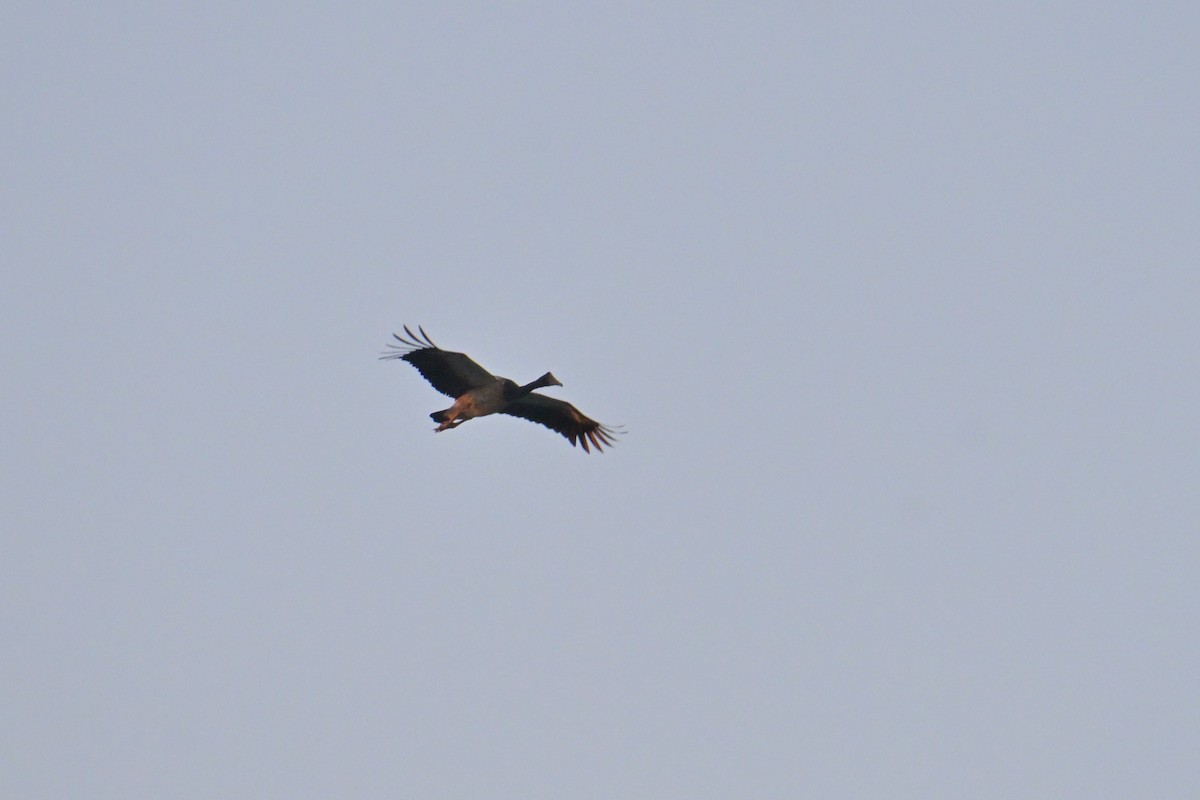 Magpie Goose - ML642365632