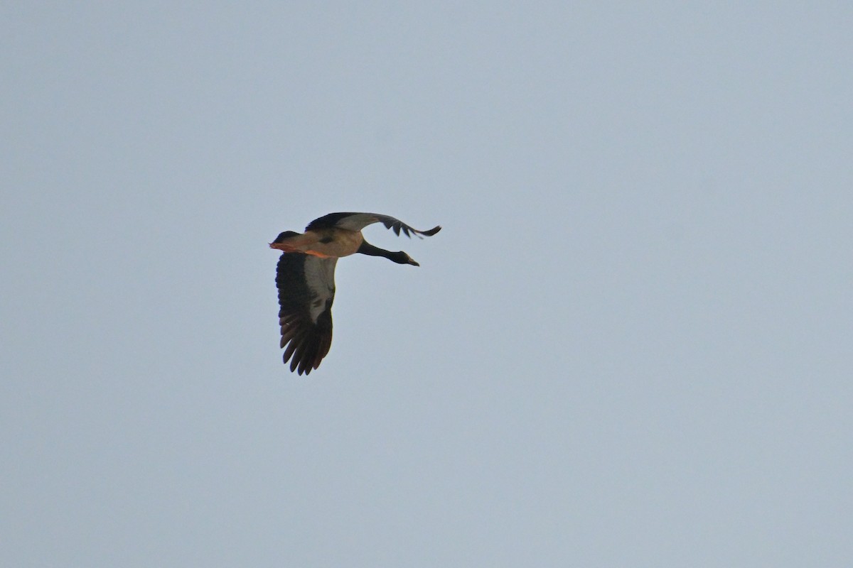 Magpie Goose - ML642365633