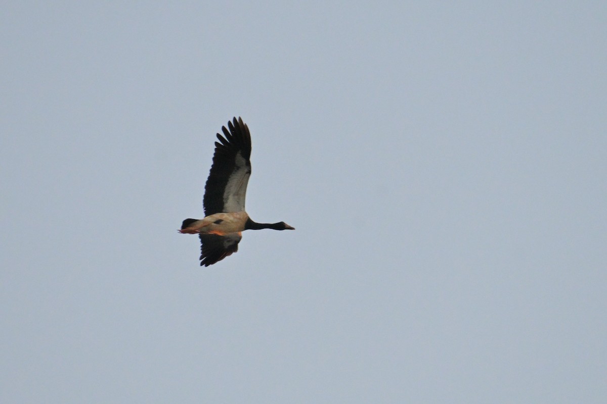 Magpie Goose - ML642365634