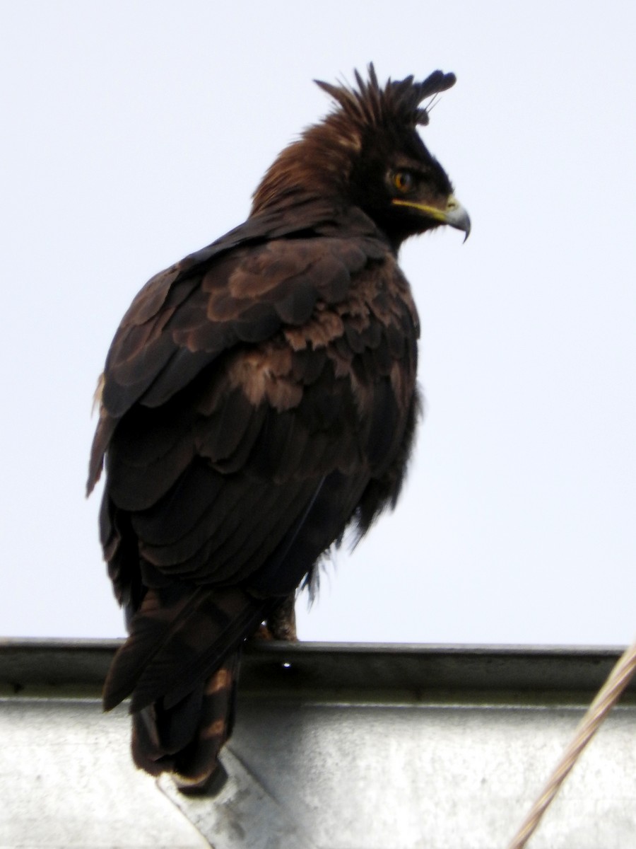 Long-crested Eagle - ML642365635