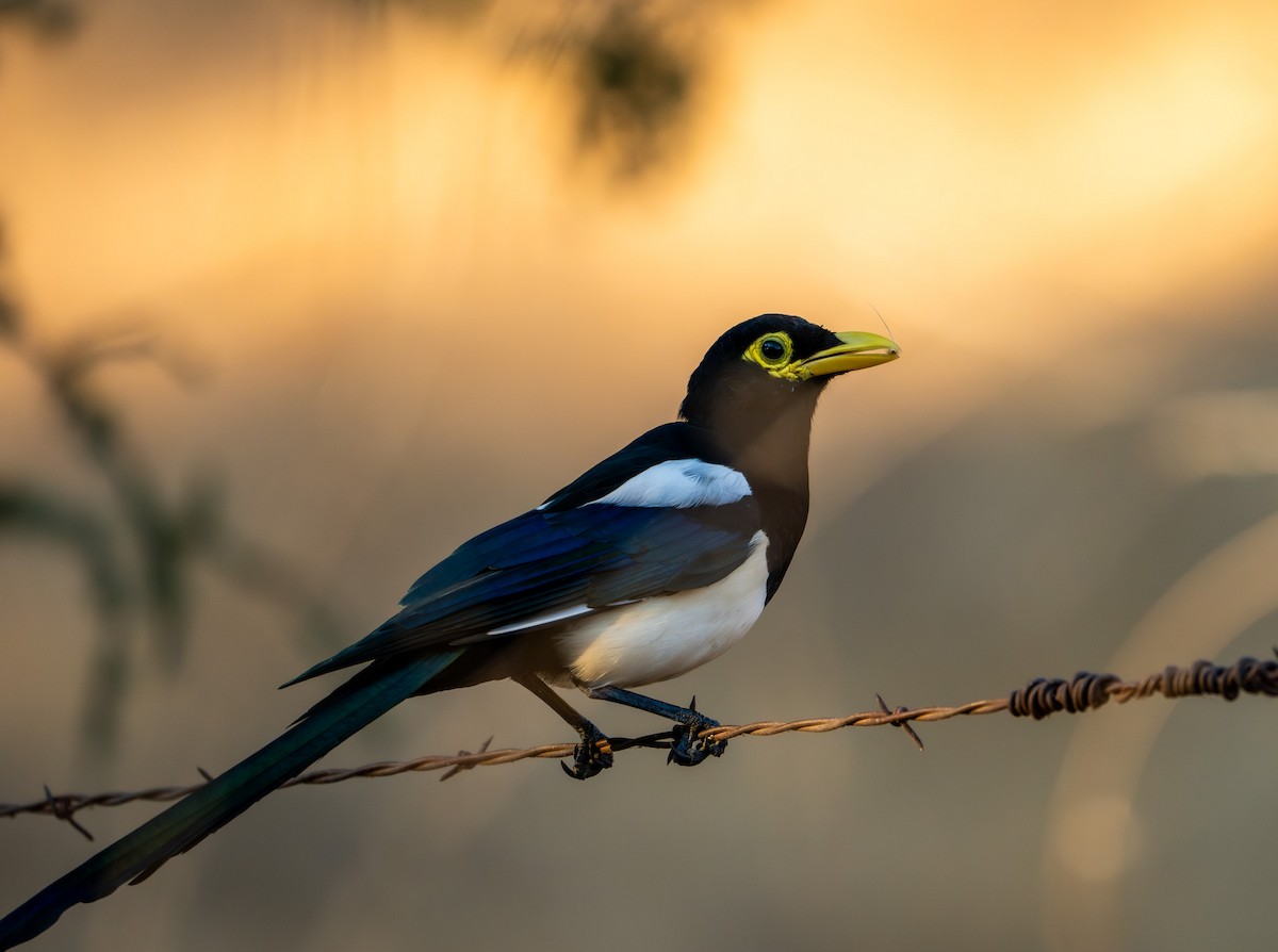 Yellow-billed Magpie - ML642365637