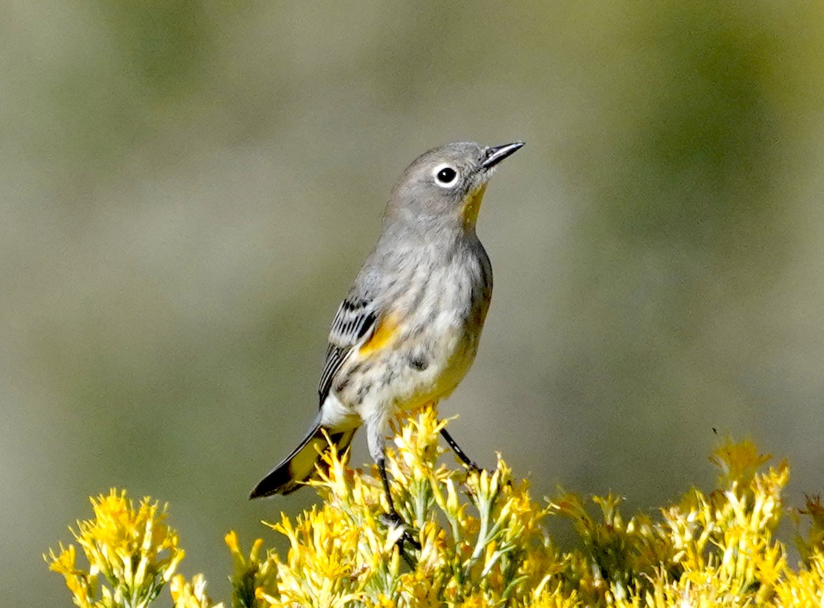 Yellow-rumped Warbler (Audubon's) - ML642365638