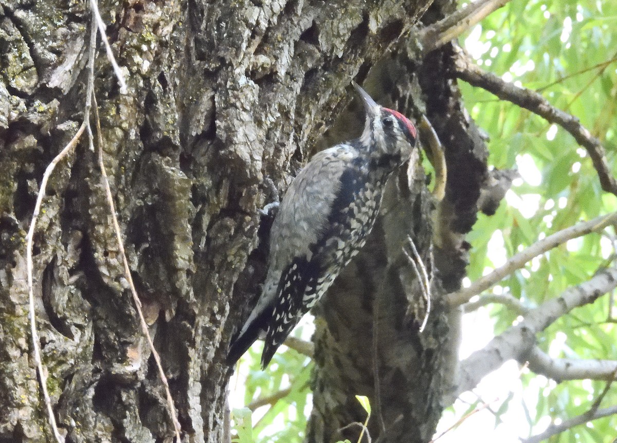 Yellow-bellied Sapsucker - ML642365641
