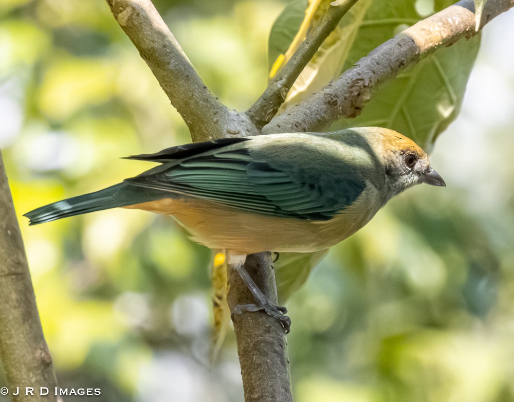Burnished-buff Tanager - ML642365644