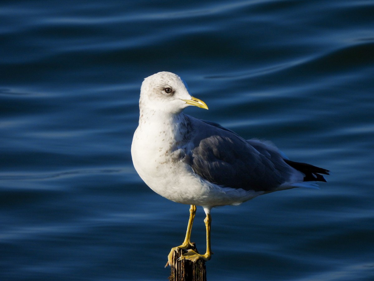 Short-billed Gull - ML642365645