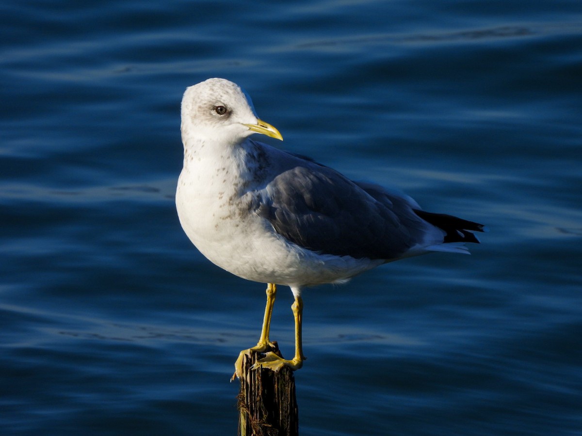 Short-billed Gull - ML642365646
