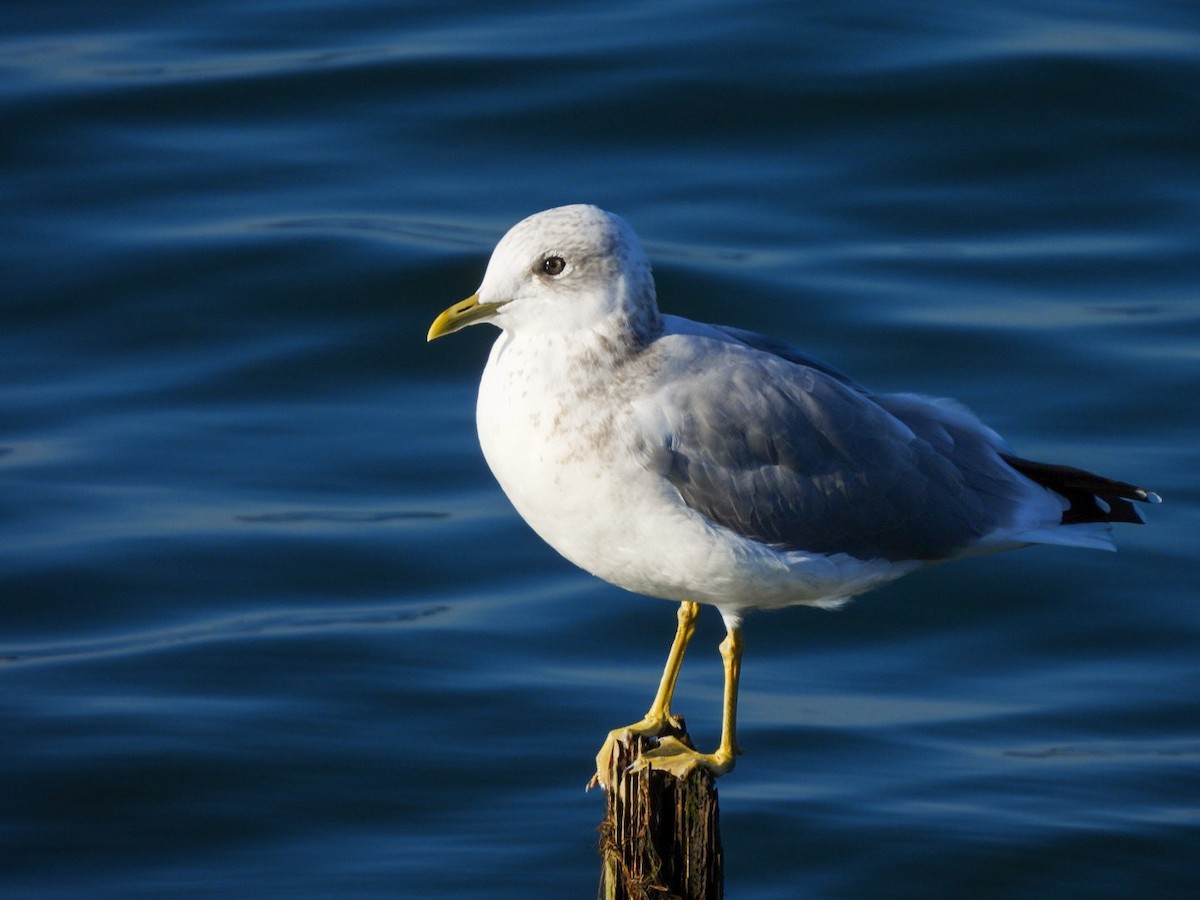 Short-billed Gull - ML642365647