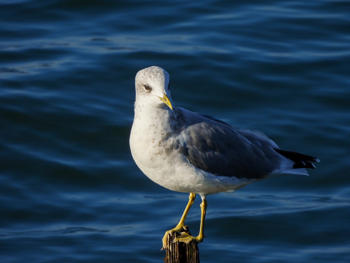 Short-billed Gull - ML642365648