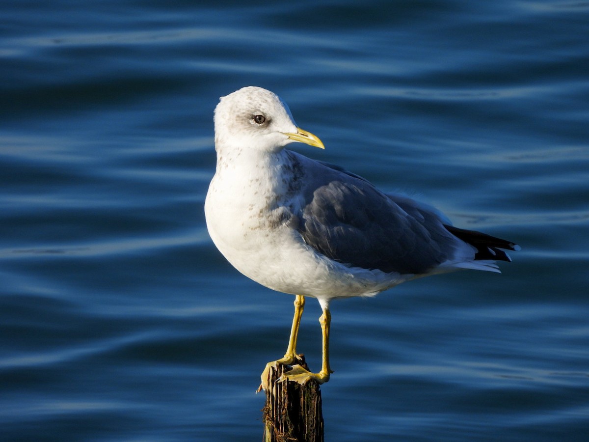 Short-billed Gull - ML642365649