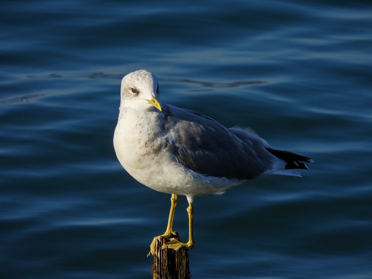 Short-billed Gull - ML642365650