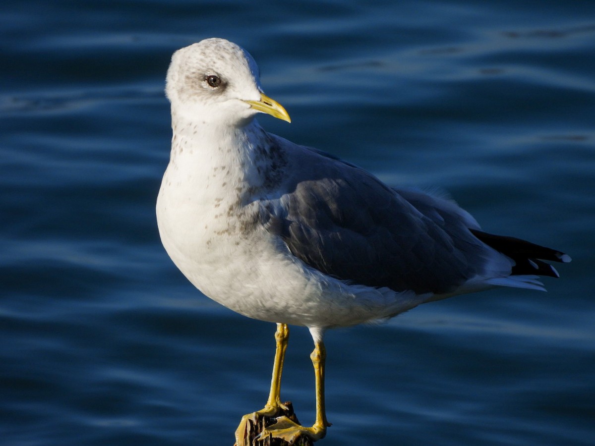 Short-billed Gull - ML642365651