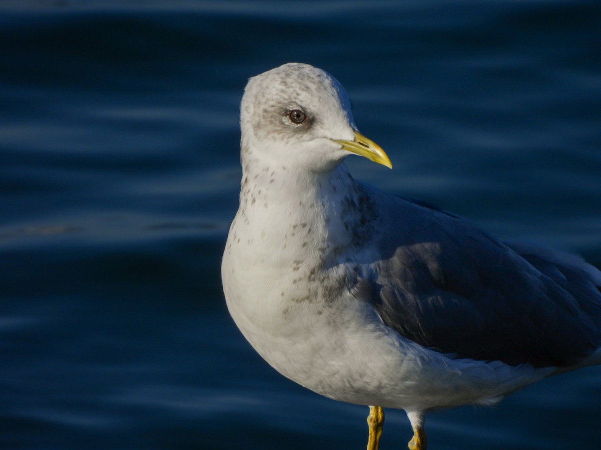 Short-billed Gull - ML642365652