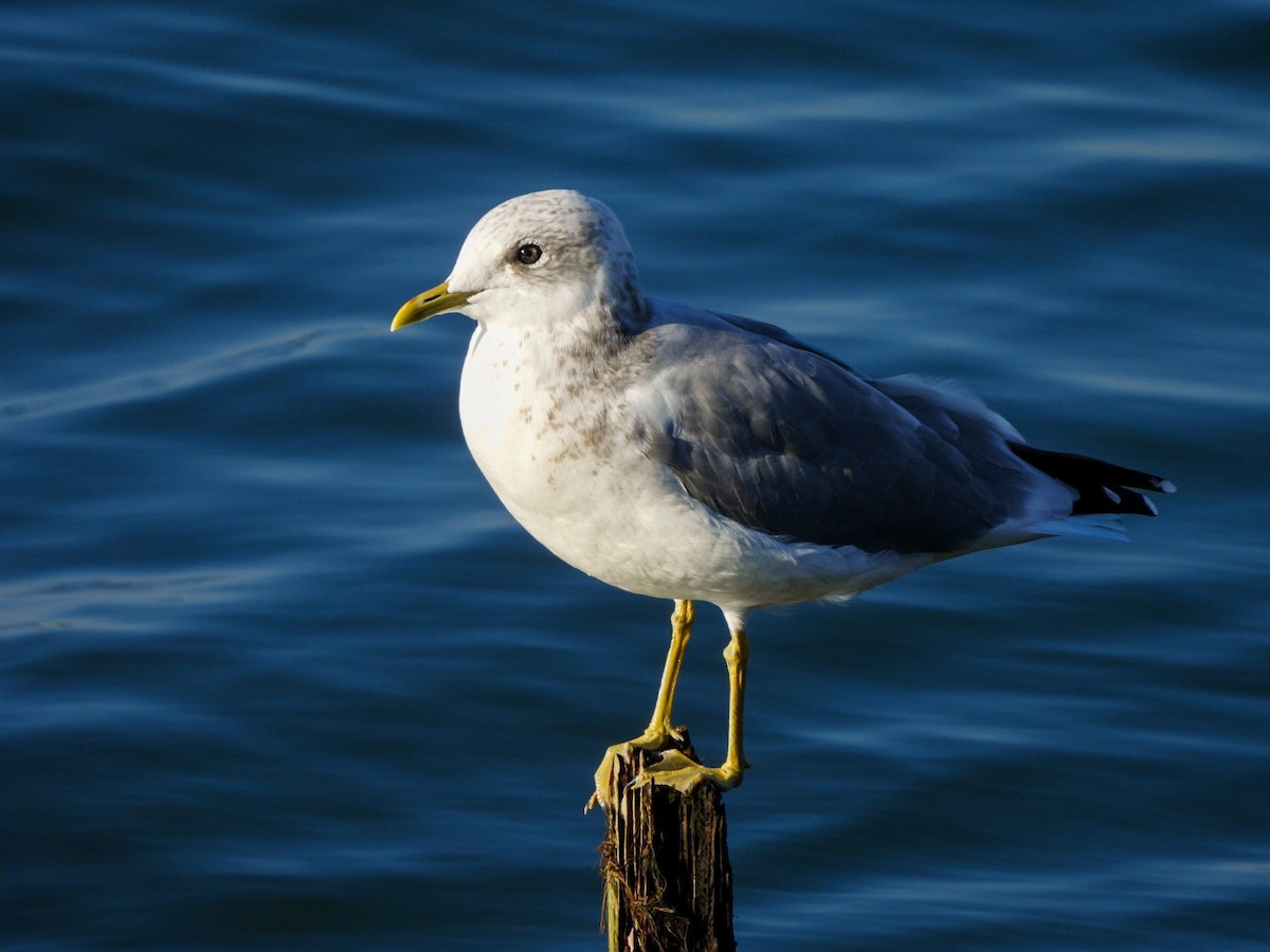 Short-billed Gull - ML642365653