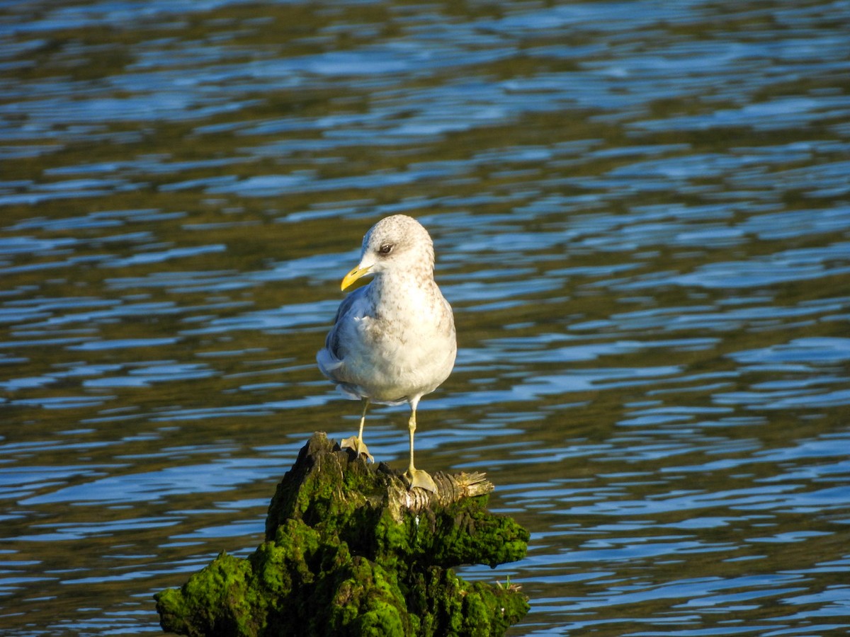 Short-billed Gull - ML642365654