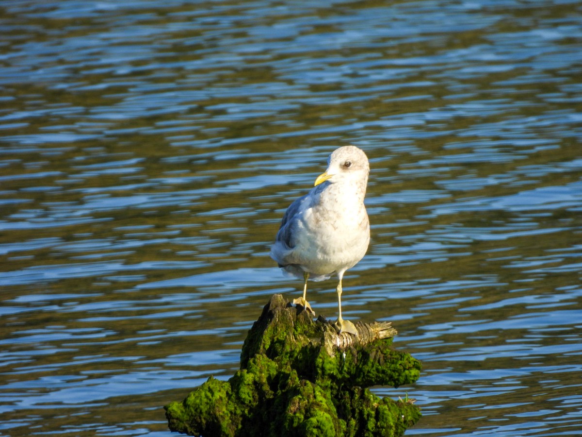 Short-billed Gull - ML642365655