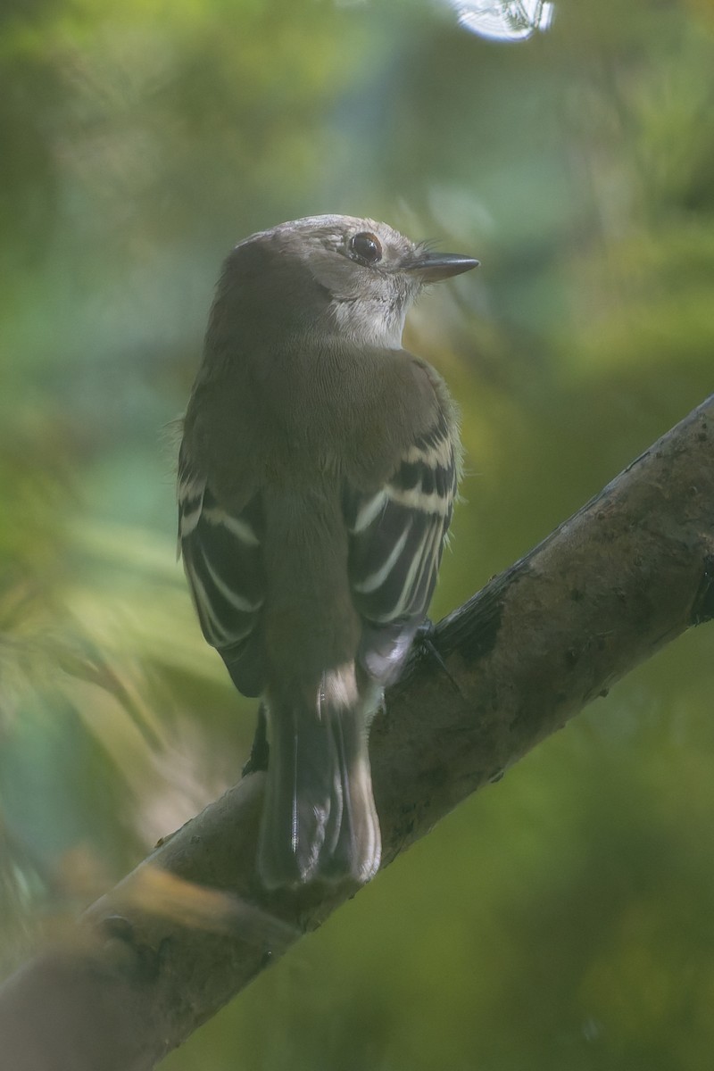 Empidonax sp. - ML642365658