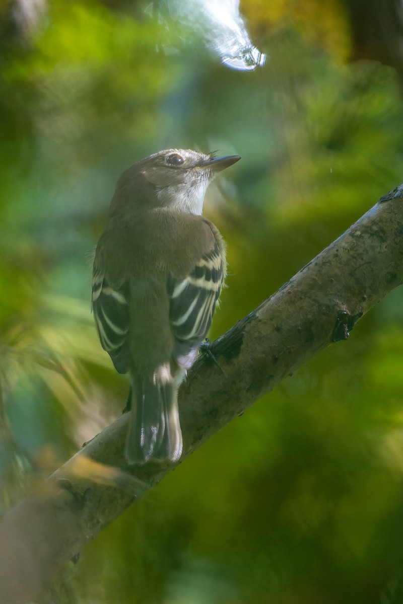 Empidonax sp. - ML642365659