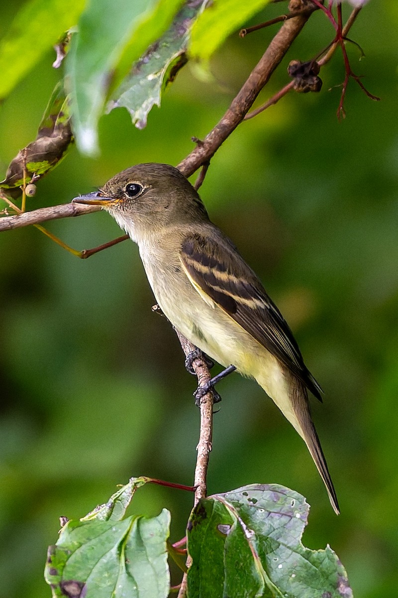Empidonax sp. - ML642365662