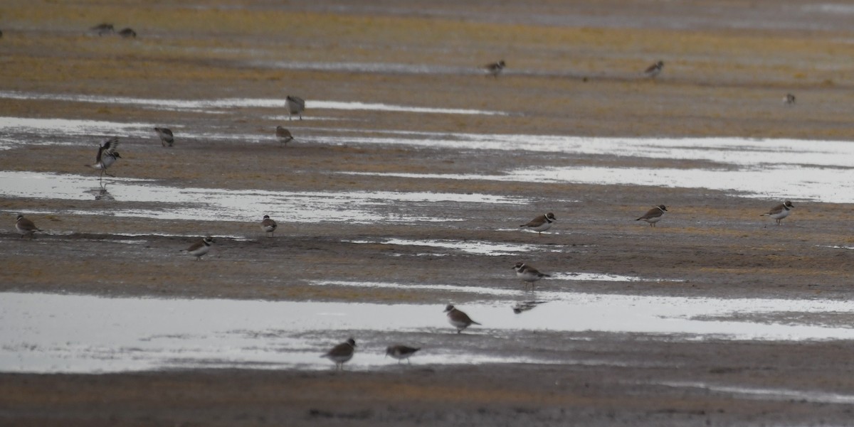 Semipalmated Plover - ML642365667