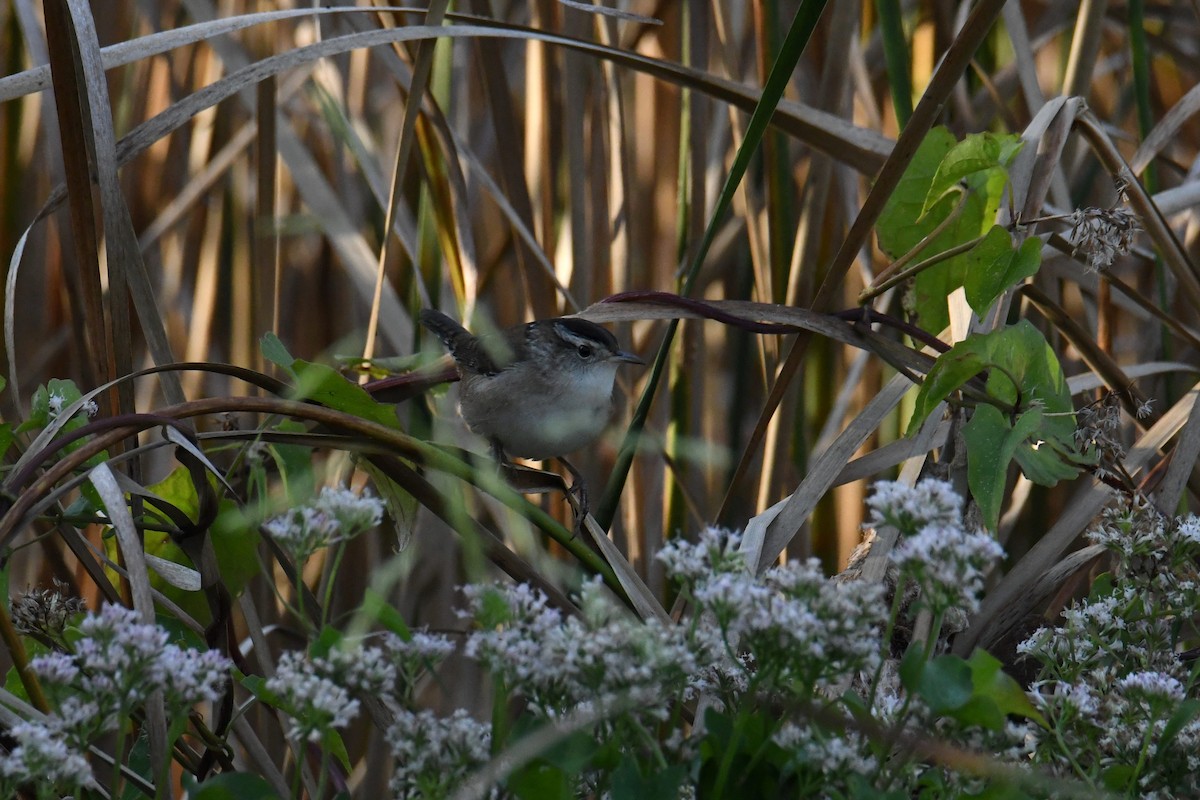 Marsh Wren - ML642365695
