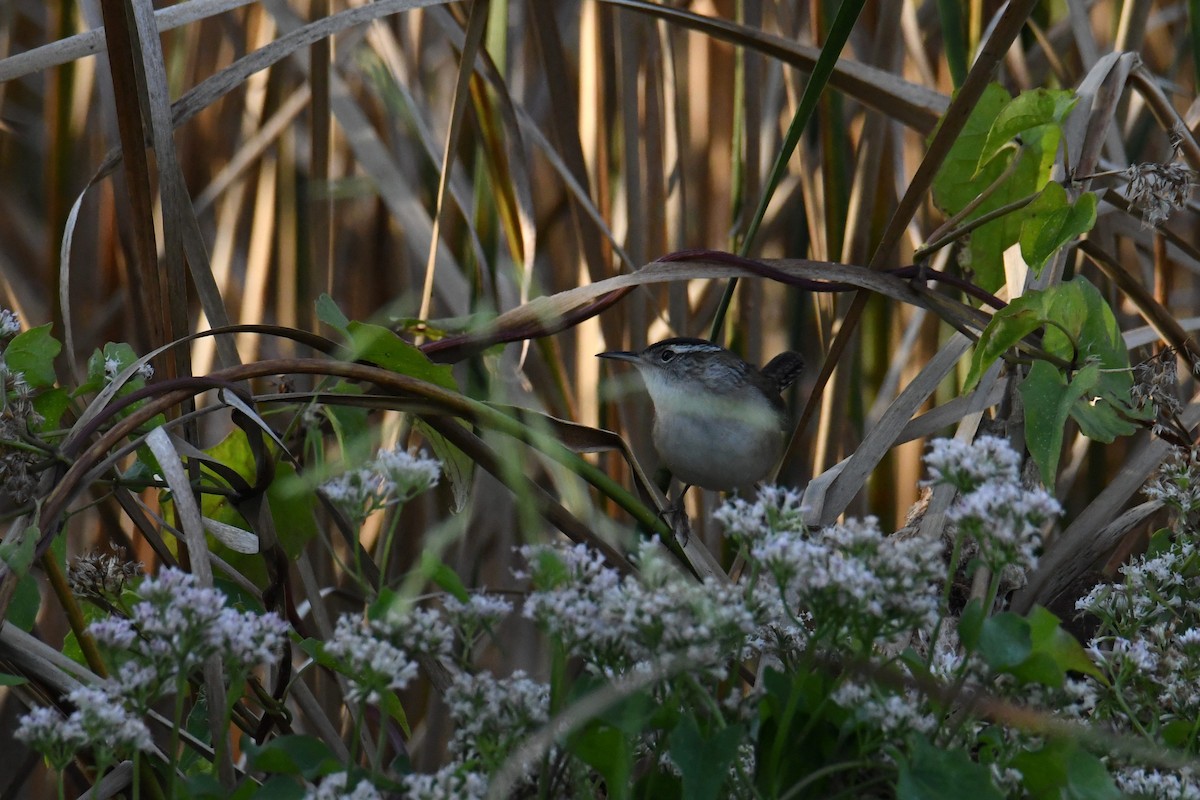 Marsh Wren - ML642365701