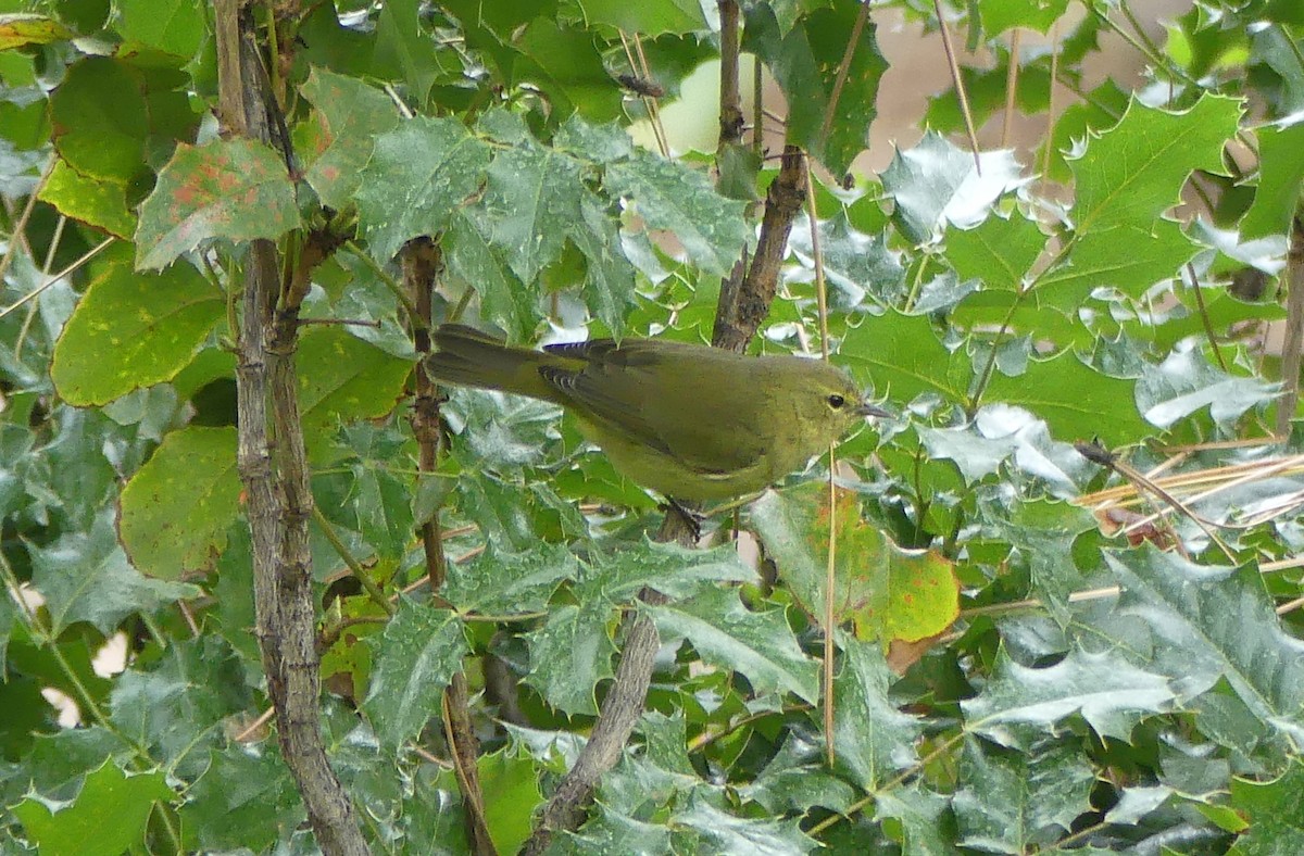 Orange-crowned Warbler - ML642365717