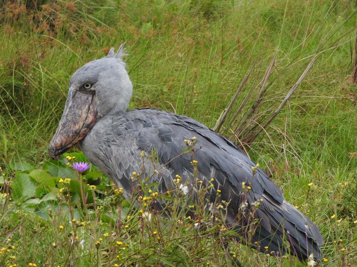 Shoebill - ML642365735