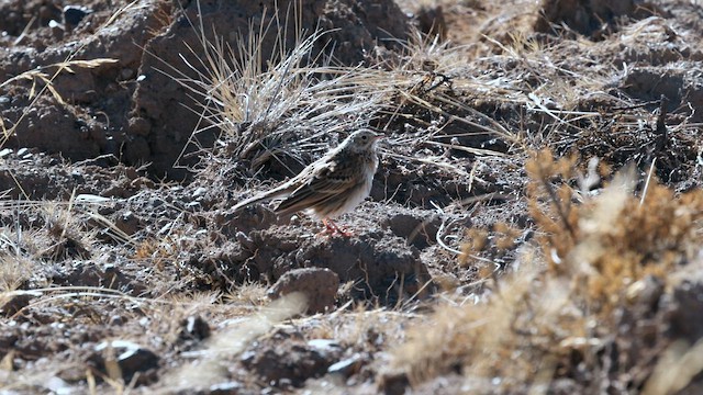 Puna Pipit - ML642365741