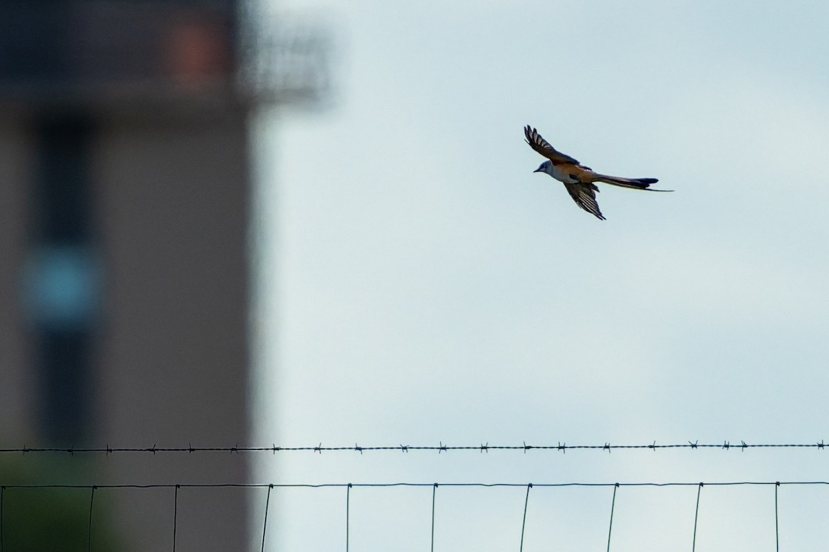 Scissor-tailed Flycatcher - ML642365744