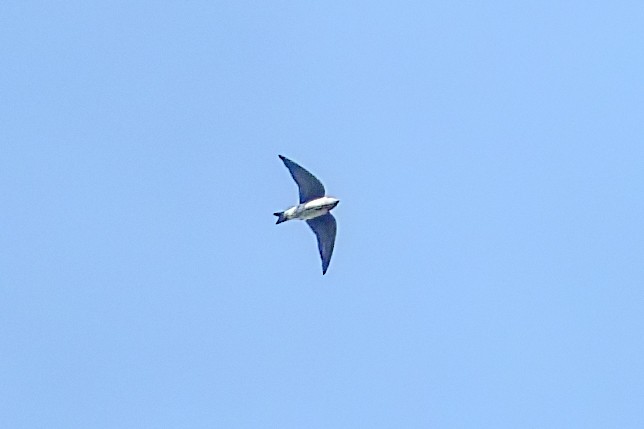 Tree Swallow - ML642365756