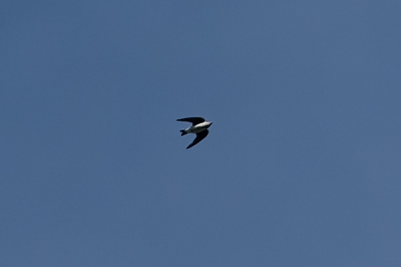 Tree Swallow - ML642365757