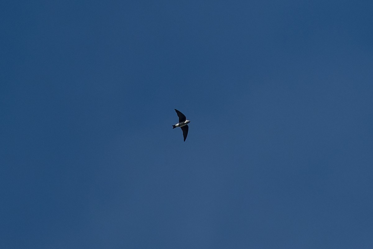 Tree Swallow - ML642365758