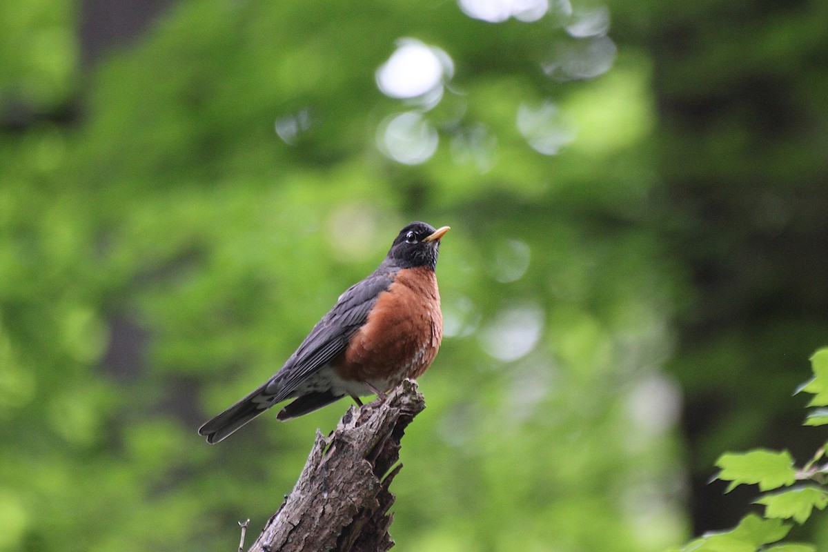 American Robin - ML642365760