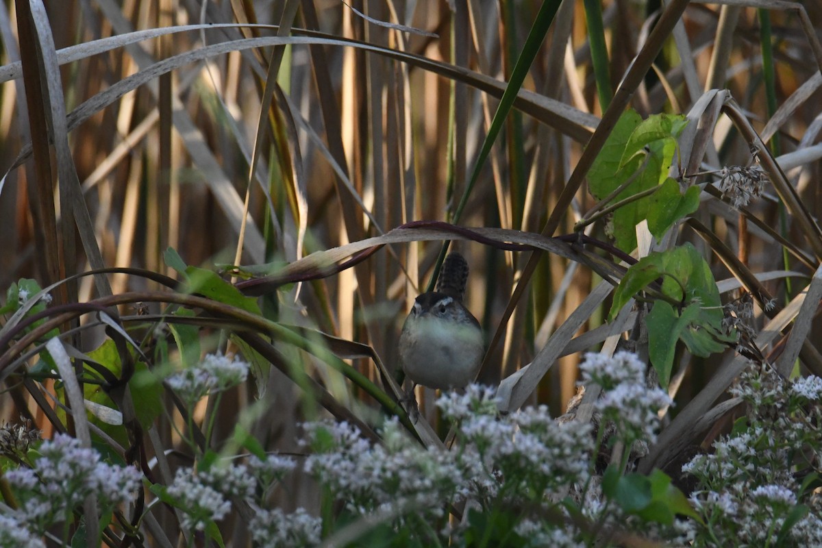 Marsh Wren - ML642365762