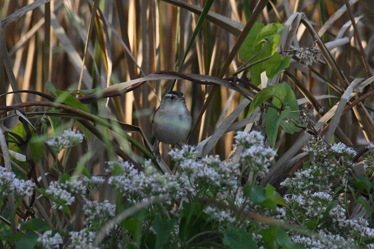 Marsh Wren - ML642365763