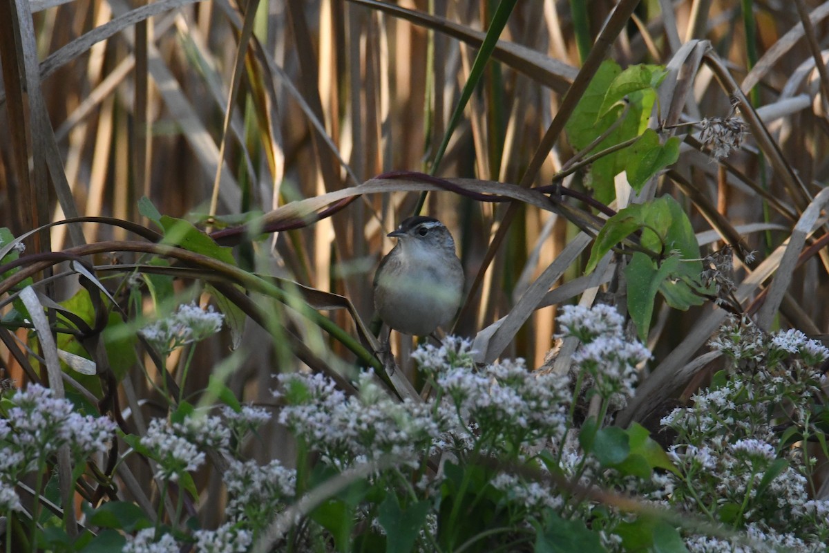 Marsh Wren - ML642365764