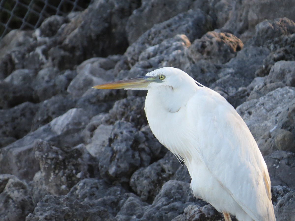 Great Blue Heron (Great White) - ML642365773