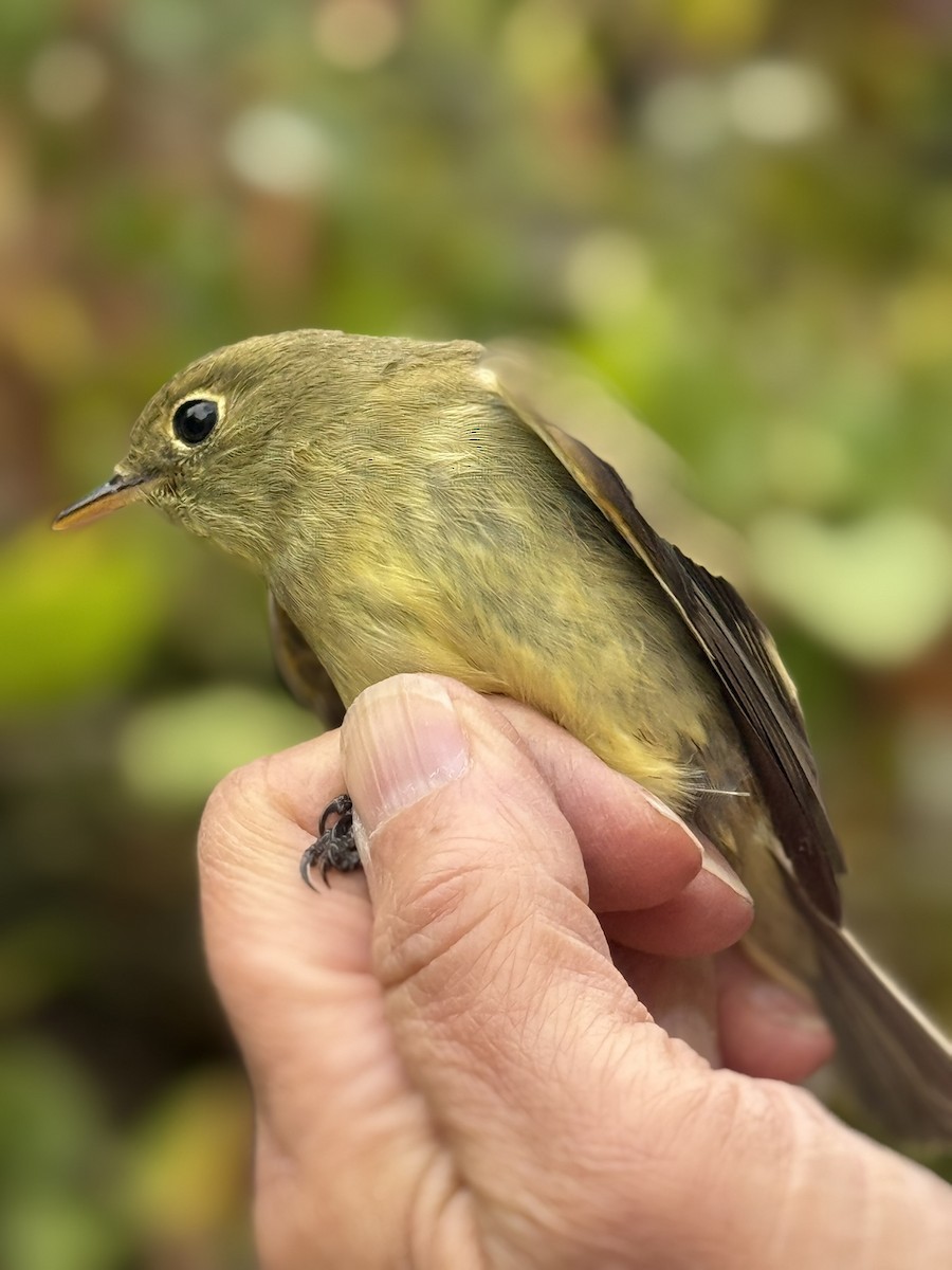 Yellow-bellied Flycatcher - ML642365783